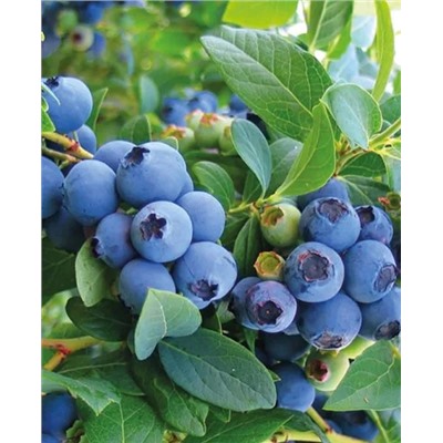 Саженцы Голубика Голдтраубе, арт.: 20122