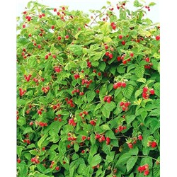 Саженцы Саженцы Малиновое дерево Сказка, арт.: 20298