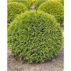 Саженцы Туя западная Вудварди, арт.: 30037