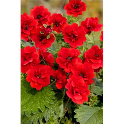 Саженцы Лапчатка кустарниковая Скарлет дримс, арт.: 70363