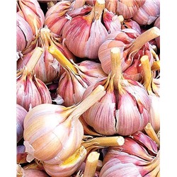 Чеснок озимый Юбилейный грибовский 10 шт, арт.: 1292