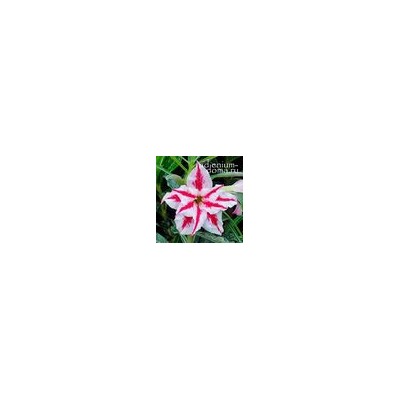 Adenium Obesum Double Flower NEW-232