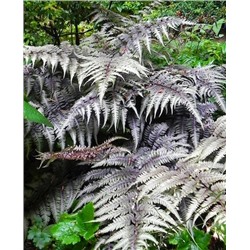 Саженцы Кочедыжник ниппонский Металликум, арт.: 70331