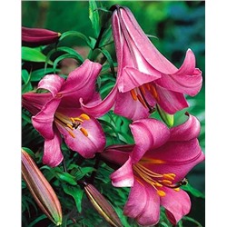 Луковицы Лилия трубчатая Пинк Регале, фасовка: 1 луковица, арт.: 70325