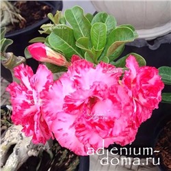Adenium Obesum Double Flower HONG TUONG VI