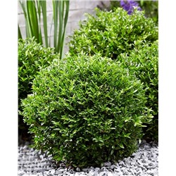 Саженцы Жимолость блестящая Гарден Клаудс Грин Бриз, арт.: 74749