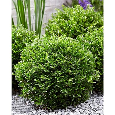 Саженцы Жимолость блестящая Гарден Клаудс Грин Бриз, арт.: 74749