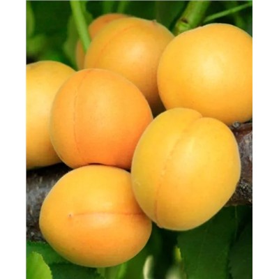 Саженцы Абрикос Медовый, арт.: 20228