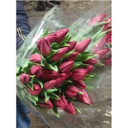 Тюльпан Красный
