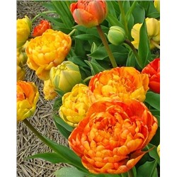 Луковицы Тюльпан махровый поздний Санлавер, арт.: 69909