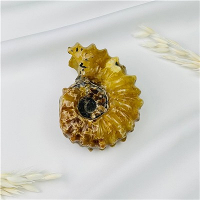 Радуга Самоцветов Аммонит