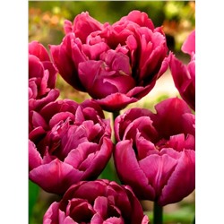 Луковицы Тюльпан махровый ранний Маргарита, арт.: 75150