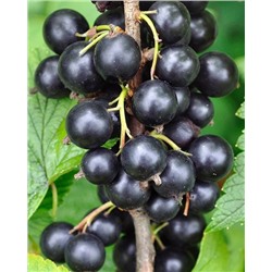 Саженцы Смородина Сладкая жемчужина, арт.: 74543