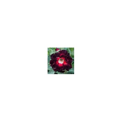 Adenium Obesum Double Flower NEW-214