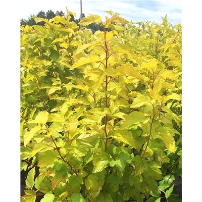 Саженцы Пузыреплодник Энжел Голд, арт.: 9559