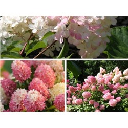 Гортензия метельчатая Touch of Pink "Тач оф Пинк" Р9
