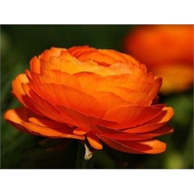 Лютик оранжевый "Ranunculus Orange" 10шт