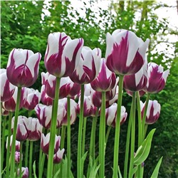Луковицы Тюльпан триумф Ремз Фейворит, арт.: 75165
