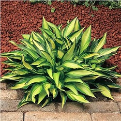 Корень Хоста Лейксайд Литтл Тафт, арт.: 74881