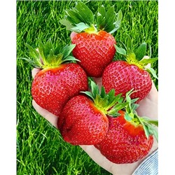 Саженцы Клубники (Земляники) садовой Фенелла, арт.: 69470