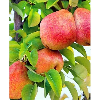 Саженцы Груша Чусовая, арт.: 20171