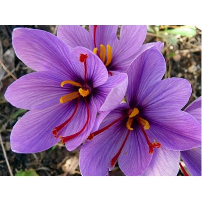 Крокус Sativus "Сативус (Шафран)" 5шт
