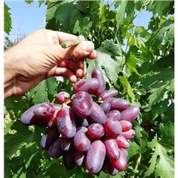 Виноград Байконур
