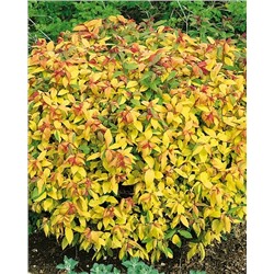 Саженцы Спирея японская Голдфлэйм, арт.: 8996