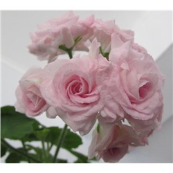 Пеларгония Lady Gertrude