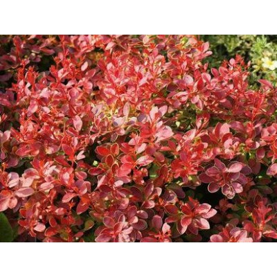 Барбарис тунберга Coral "Коралл" Р9