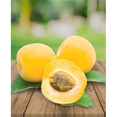 Саженцы Абрикос Бархатный, арт.: 20302