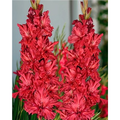 Луковицы Гладиолус Конёк Горбунок, арт.: 74995