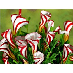 Оксалис Versicolor "Версиколор"