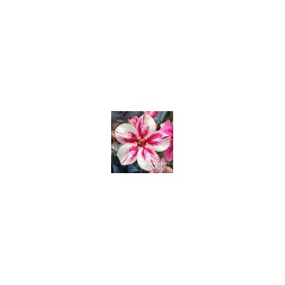 Adenium Obesum Desert Rose DUY XINH