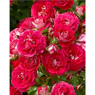 Саженцы Роза миниатюрная Коразон, арт.: 74763