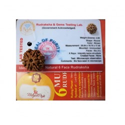 Рудракша сертифицированная (6 мукхи), 6 Mukhi Certified Rudraksha (Nepal), произв. Kalyan Puja