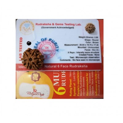 Рудракша сертифицированная (6 мукхи), 6 Mukhi Certified Rudraksha (Nepal), произв. Kalyan Puja