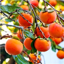 Саженцы Хурма Виргинская, арт.: 70277