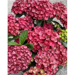 Саженцы Гортензия крупнолистная Ребелион Пистачио Лав, арт.: 74744