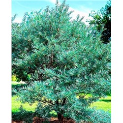 Саженцы Облепиха мужской опылитель, арт.: 127