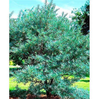 Саженцы Облепиха мужской опылитель, арт.: 127