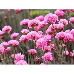 Армерия Приморская Rubrifolia "Рубрифолия" Р9