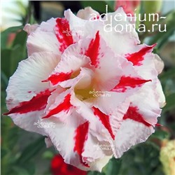 Adenium Obesum Double Flower PRINCESS ATHEA