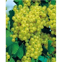 Саженцы Смородина Изумрудное ожерелье, арт.: 20255