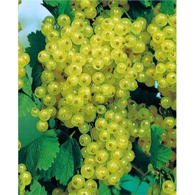 Саженцы Смородина Изумрудное ожерелье, арт.: 20255