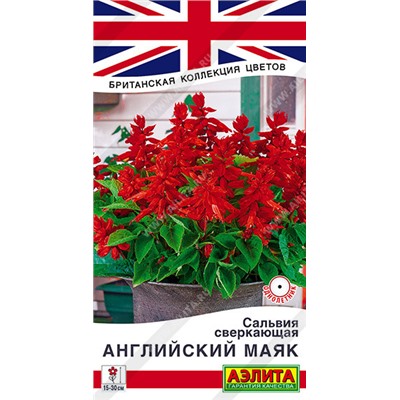 1590 Сальвия сверкающая Английский маяк 7шт