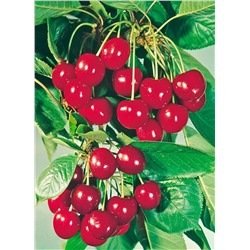 Вишня Памяти Вавилова, арт.: 75126