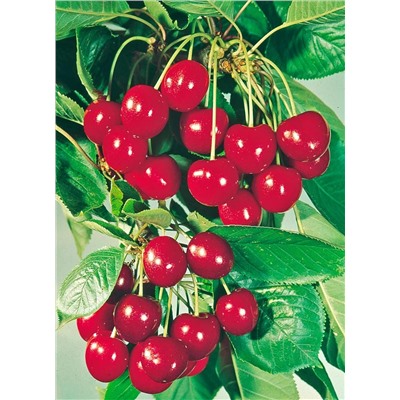 Вишня Памяти Вавилова, арт.: 75126