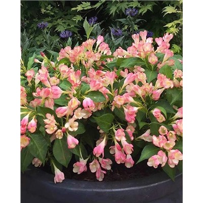 Саженцы Вейгела Олл Саммер Пич, арт.: 74870