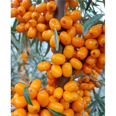 Саженцы Облепиха Любимая, арт.: 383